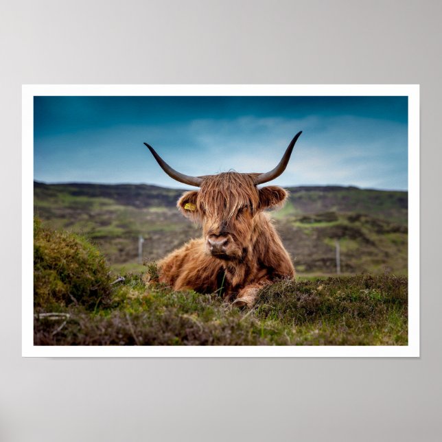 Poster Taureau de Highland dans l'herbe (Devant)