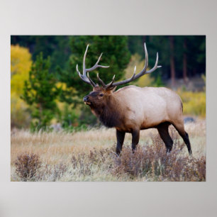Poster Taureau & Trembles Parc national de Rocky Mounta