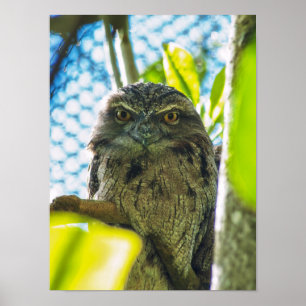 Poster Tawny n'est pas un hibou