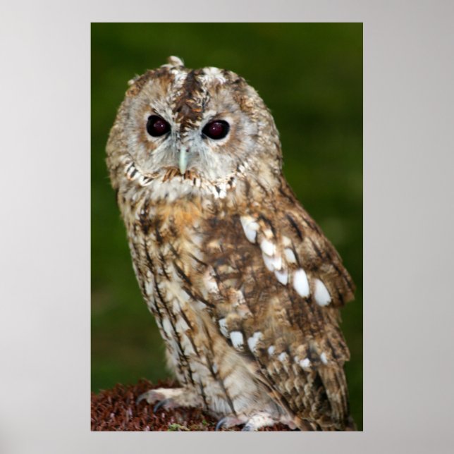 Poster Tawny Owl (Devant)