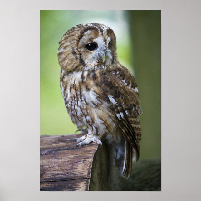 Poster Tawny Owl (Devant)