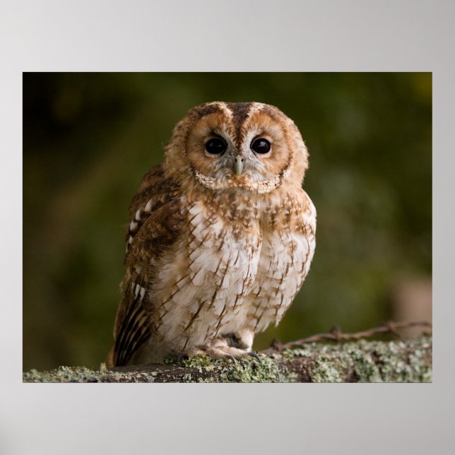 Poster Tawny Owl (Devant)