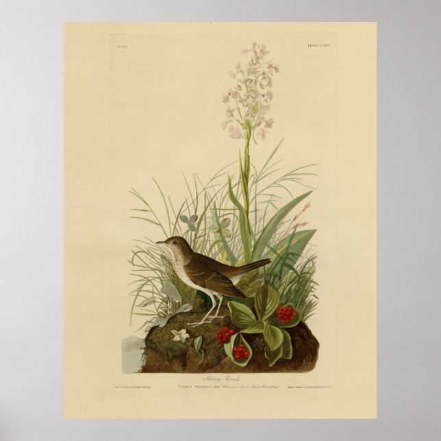 Poster Tawny Thrush (Veery) - Audubon's Birds of America (Devant)