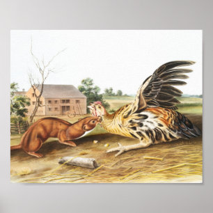 Poster Tawny Weasel (Putorius fuscus) Illustration