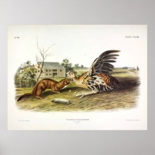 Poster Tawny Weasel (Weasel le moins) par Audubon