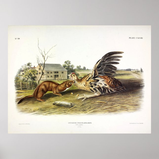 Poster Tawny Weasel (Weasel le moins) par Audubon (Devant)