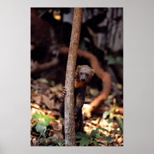 Poster Tayra (barbata d'Eira)