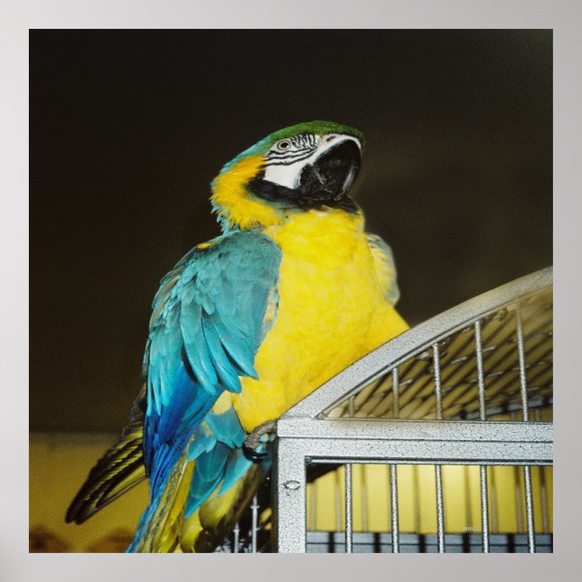 Poster Taz... (Devant)