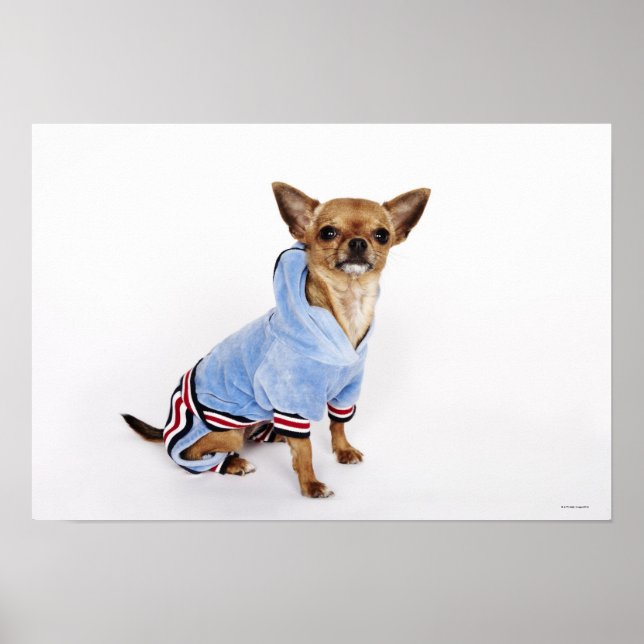 Poster Teacup Chihuahua (Devant)