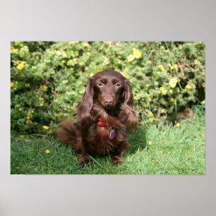 Poster Teckel miniature aux cheveux longs Brown
