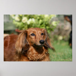 Poster Teckel miniature aux cheveux longs rouge