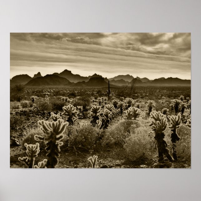 Poster Teddy Bear Cactus (Devant)