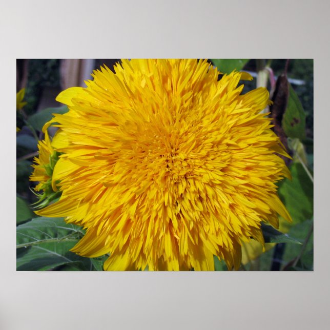 Poster Teddy Bear Sunflower (Devant)