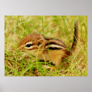 Poster Teeny Tiny Baby Chipmunk