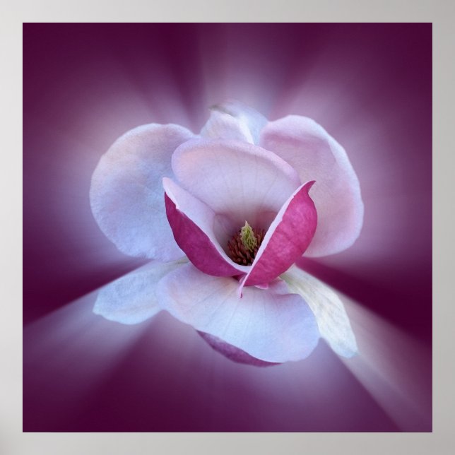 Poster teintes magnolia roses (Devant)