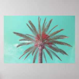 Poster Téléchargeable photo Blue Sky Palm Tree