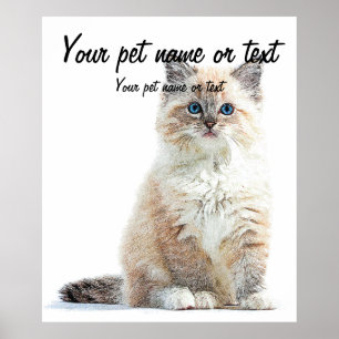 Poster Tellement adorable et mignon, Ragdoll Chat