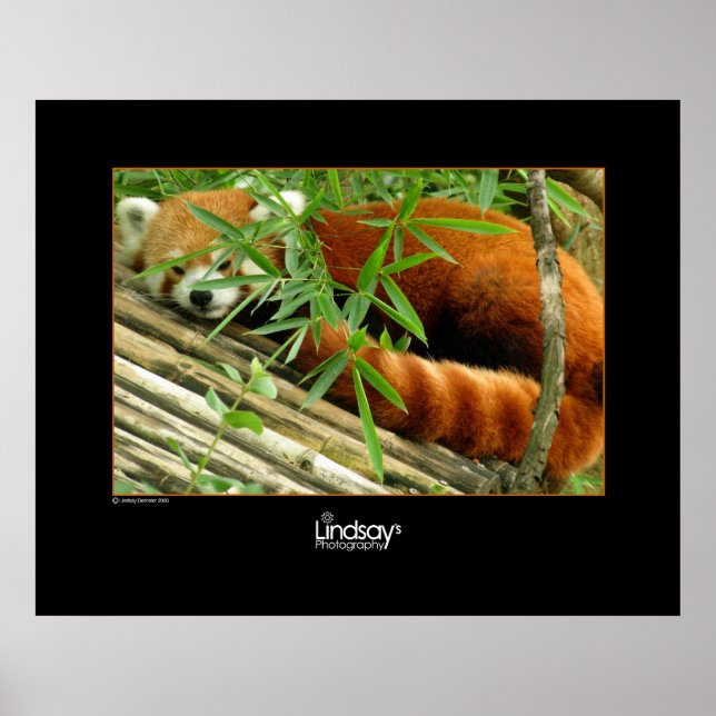 Poster Tello (Devant)