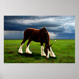 Poster Tempête de Clydesdale
