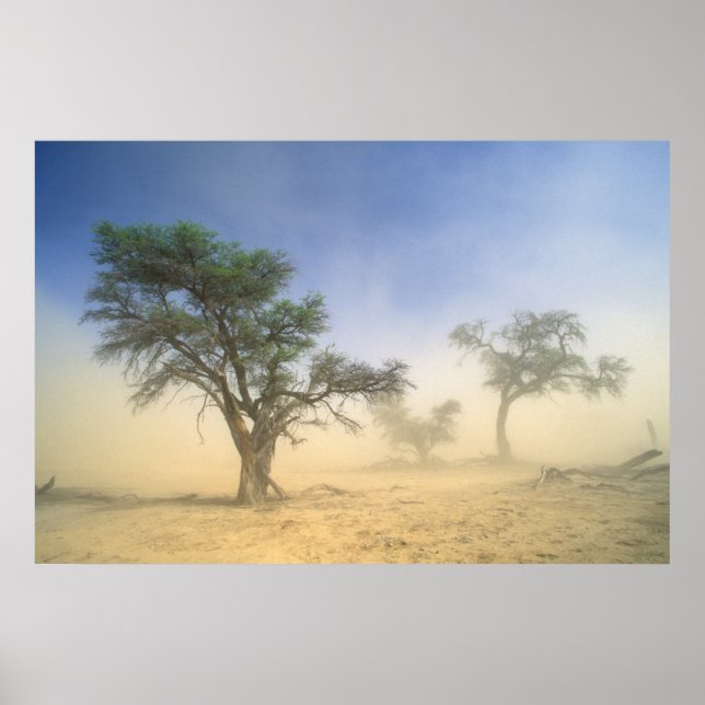 Poster Tempête De Sable Dans Le Désert Du Kalahari, Kgala (Devant)