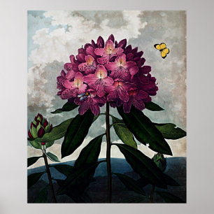 Poster Temple D'Art Botanique De Flora Rhododendron