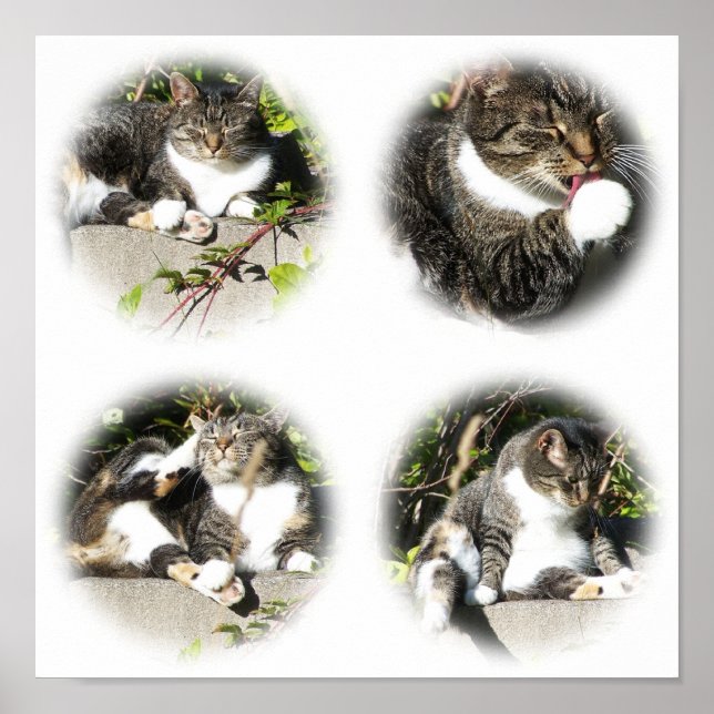 Poster Temps De Loisirs D'Un Collage De Chat Imprimer (Devant)