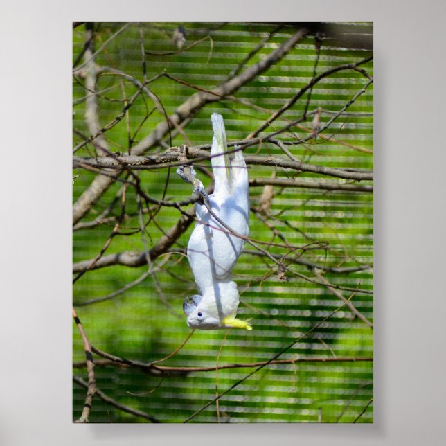 Poster Tenez-vous là (Devant)