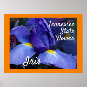 Poster Tennessee State Flower TN Iris