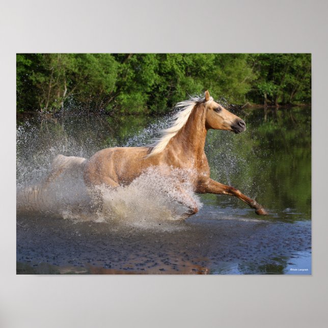 Poster Tennessee Walker Traversant L'Eau (Devant)