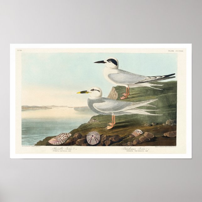 Poster Terne de Havell et terne de Trudeau par Audubon (Devant)
