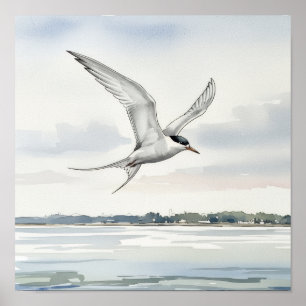 Poster Terne survolant la baie