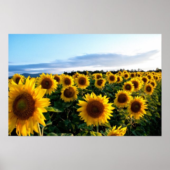 Poster Terrain de tournesol (Devant)