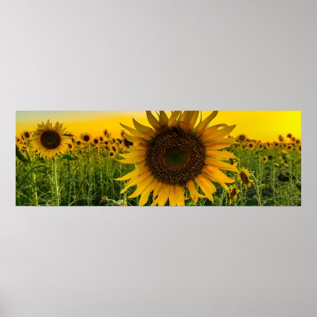 Poster Terrain de tournesol avec ciel d'or (Devant)