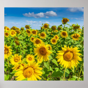 Poster Terrain de tournesol, ensoleillé l'été.