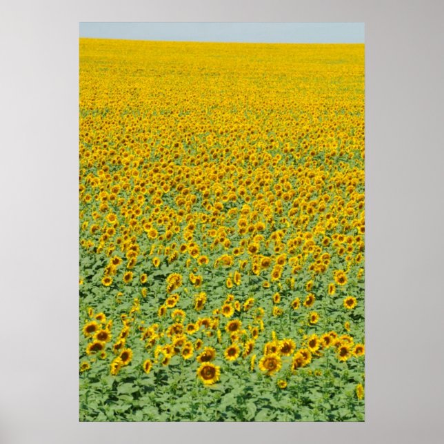 Poster Terrain de tournesol jaune (Devant)