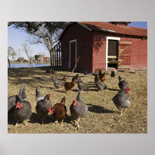 Poster Terrain de travail pour poulets près de la maison  (Devant)