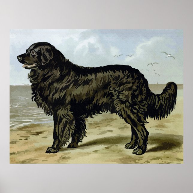 Poster Terre-Neuve, dessin de chien de haute qualité (Devant)