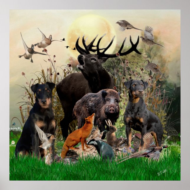 Poster Terrier de chasse allemand (Jagdterrier) (Devant)