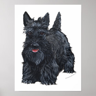Poster Terrier Écossais joueur