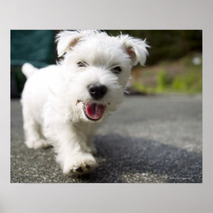 Poster Terrier féminin de l'ouest des hautes terres de di
