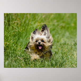Poster Terrier Yorkshire mignon Traversant L'Herbe
