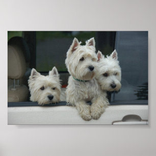 Poster Terriers blancs de montagne occidentale