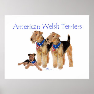 Poster Terriers gallois américains