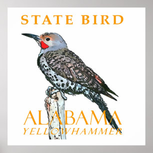 Poster Territoire de l'Alabama Oiseau Le Colapte auréolé