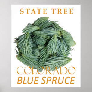 Poster Territoire du Colorado Arbre L'Épicéa Bleu