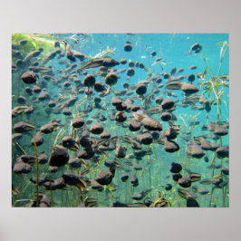 Poster Têtards Econfina Creek