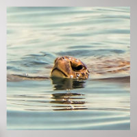 Tête au-dessus de la tortue de l'eau Ocean Wildlif