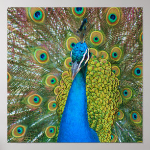 Poster Tête bleue Peacock avec et des plumes de queue co