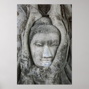 Poster Tête de Bouddha en grès entourée d'arbre