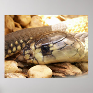 Poster Tête de cobra de plan rapproché